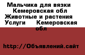 Мальчика для вязки - Кемеровская обл. Животные и растения » Услуги   . Кемеровская обл.